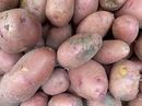 Сорта картофеля: рекомендуем попробовать