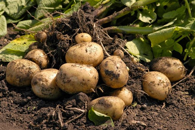 Сорт картофеля «Полет» – описание и фото