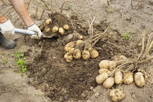 Выращивание картошки сорта Прайм — посадка и сбор урожая