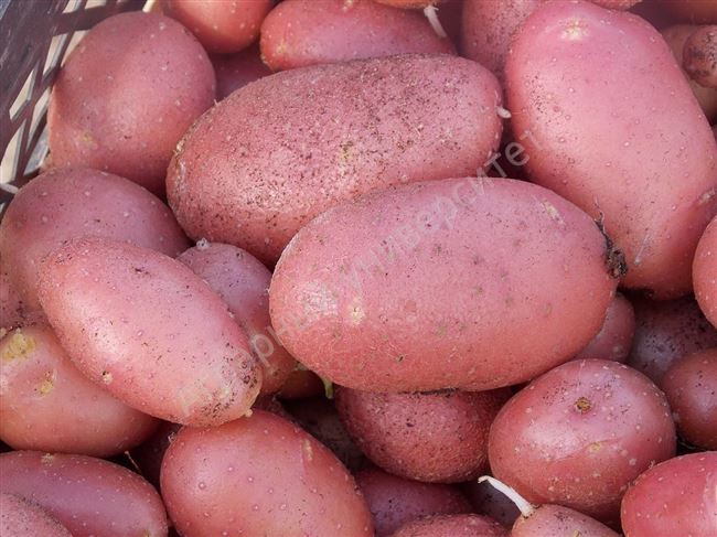 Сорт картофеля «Предгорный» — Сорта Вики Ру