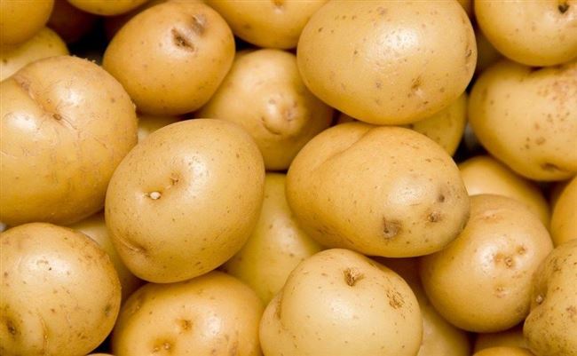 Княжеский сорт картофеля «Рогнеда» : описание сорта, характеристика, фото