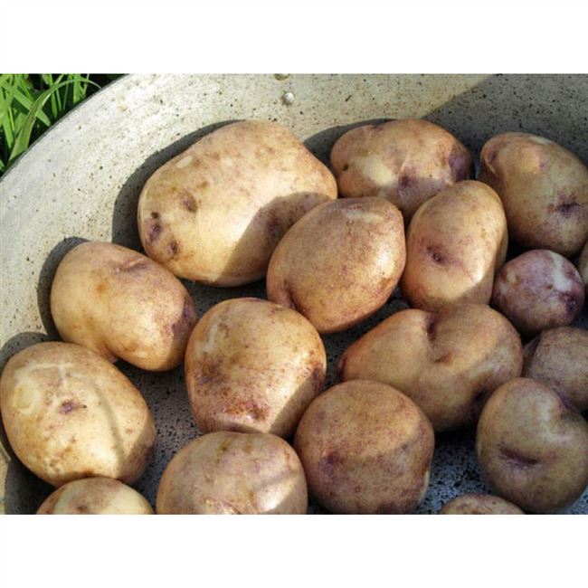 картофель сорта "россиянка"
