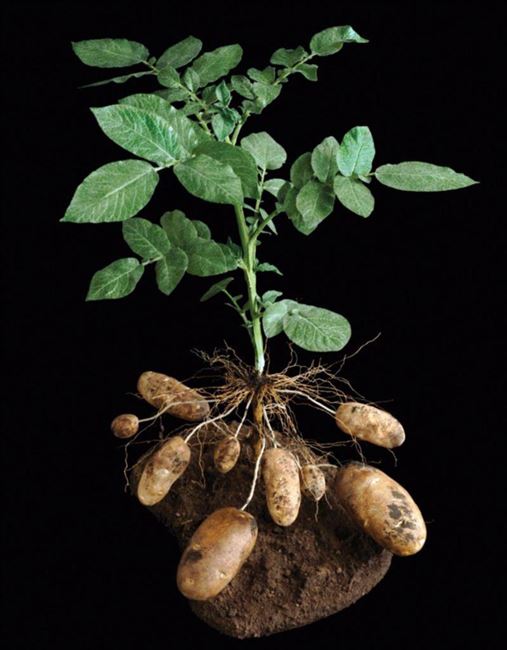 Сандрин - сорт растения Картофель