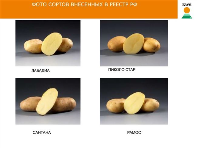 Картофель «Сантана» — описание сорта, подробная характеристика и фото