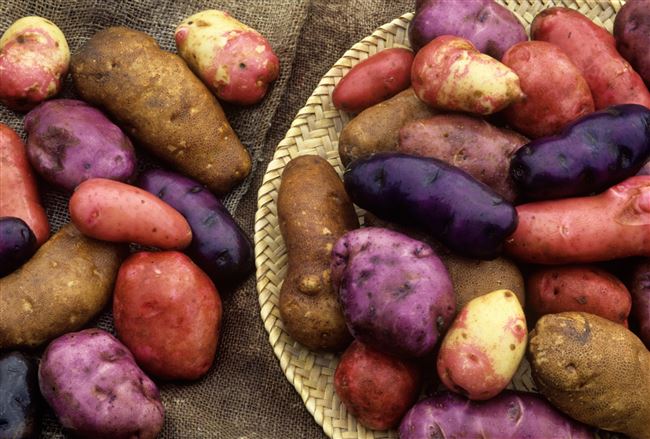 Селекция и семеноводство среднеранних сортов картофеля