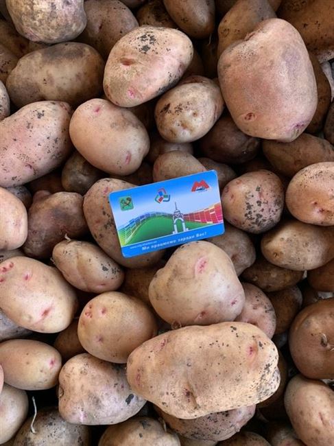 Картофель «Свитанок Киевский»: описание сорта, подробная характеристика и фото картошки Русский фермер
