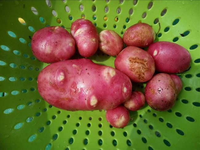 Картофель Северное сияние — Сайт о картофеле