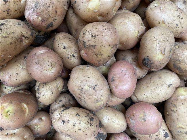 Картофель «Славянка»: описание сорта, фото и характеристики картошки Русский фермер