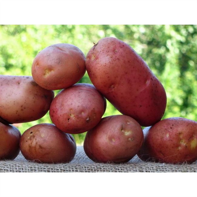Картофель Смоляночка | Сорта картофеля