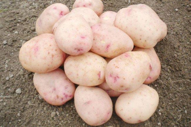 Картофель Спарта | Сорта картофеля