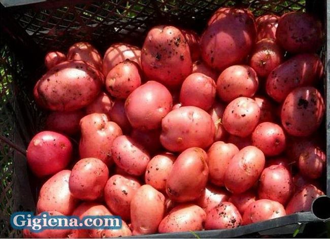 Картофель «Спиридон»: высокоурожайный и неприхотливый сорт