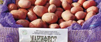 Сорт картофеля триумф характеристика описание урожайность отзывы и фото