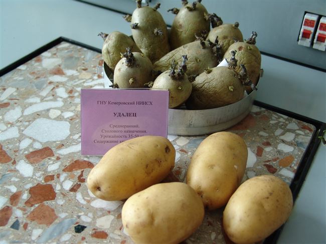 Сорт картофеля "Удалец"