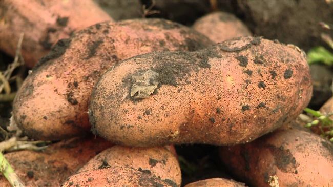 Неприхотливый сорт картофеля «Утро раннее»: смогут вырастить даже новички