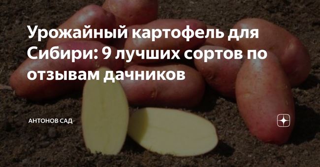 Урожайный картофель для Сибири: 9 лучших сортов по отзывам дачников
