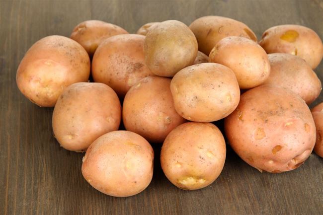 Высокоурожайный культивар с массивными клубнями — картофель Фрителла: описание сорта и отзывы