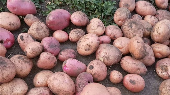 Картофель Хозяюшка — характеристика и правила выращивания сорта
