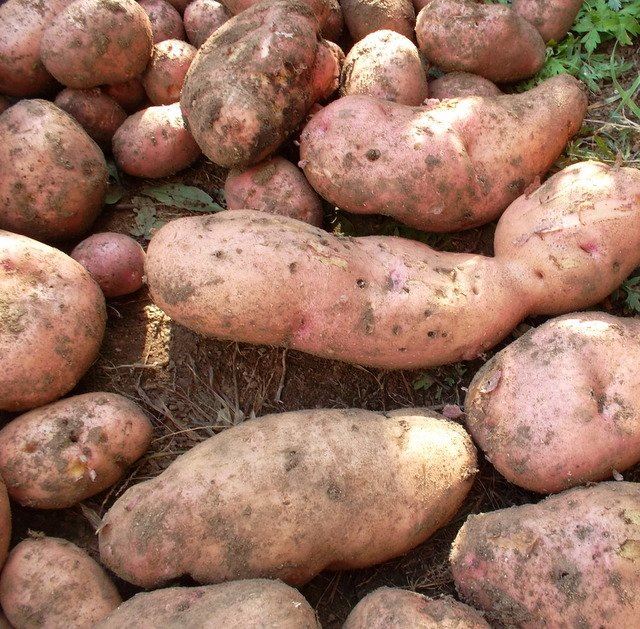 Картофель Холмогорский | Сорта картофеля