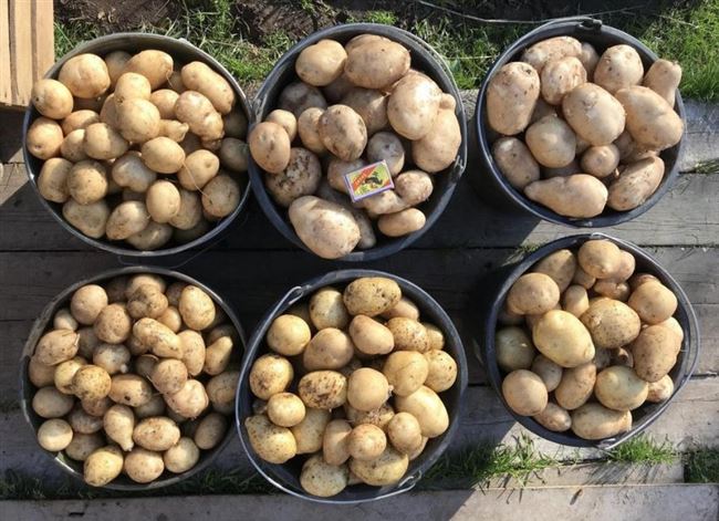 Описание картошки «Чародей» — что это за сорт, показатели урожайности