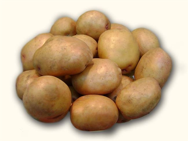 Обзор сорта картофеля Шелфорд
