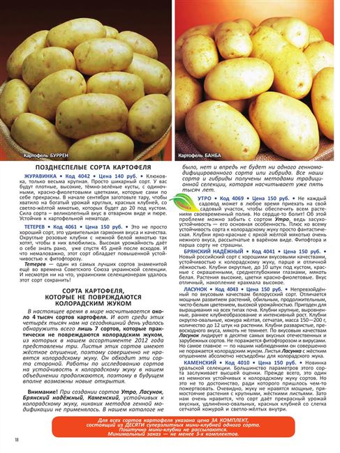 Джелли: описание семенного сорта картофеля, характеристики, агротехника