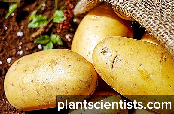 Сорт картофеля «Янтарь» – описание и фото