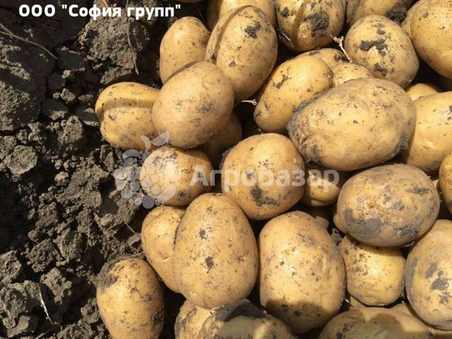 Ярла - сорт растения Картофель