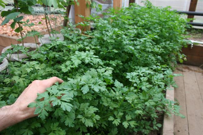 Выращивание кориандра: популярные сорта и уход