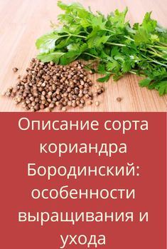 Кориандр Бородинский: описание сорта, выращивание и уход в открытом грунте, отзывы, фото