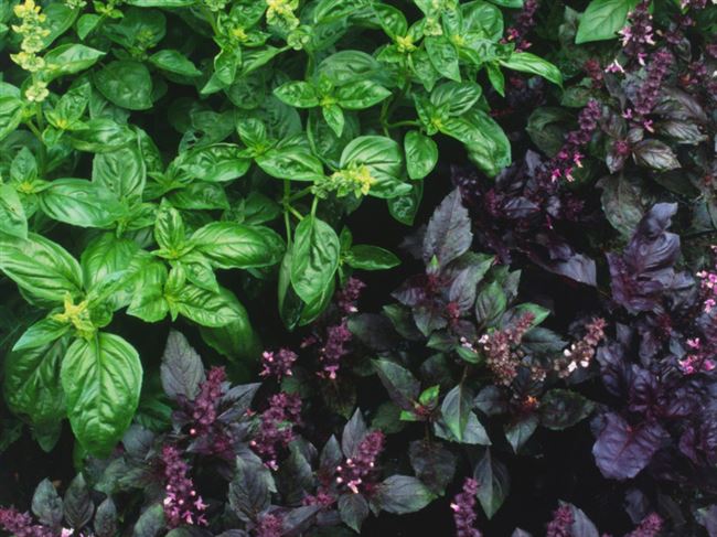Фиолетовая пряность — базилик Арарат. Описание растения, особенности выращивания и ухода, фото