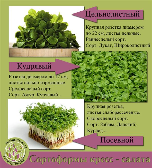 Витаминчик - сорт растения Кресс-салат
