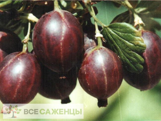 Сорт крыжовника Сливовый – ароматные ягоды на вашем участке