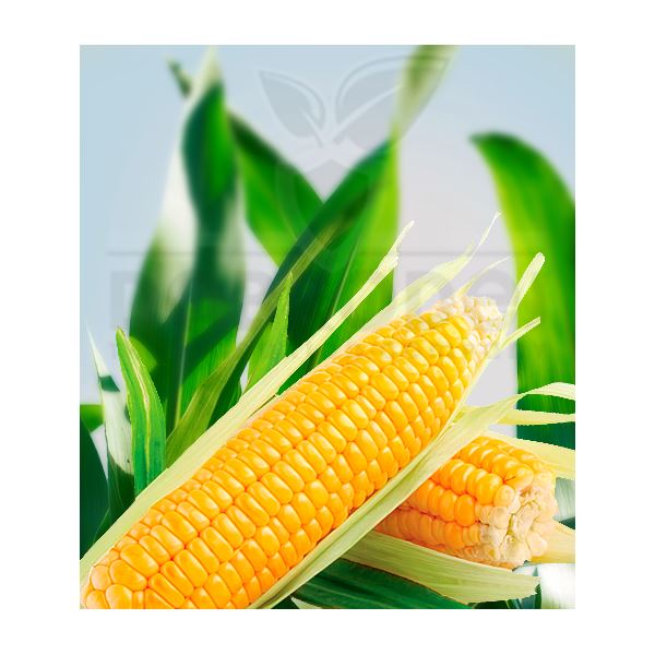 Гибрид кукурузы Монсанто (Деклаб) ДКС 4014