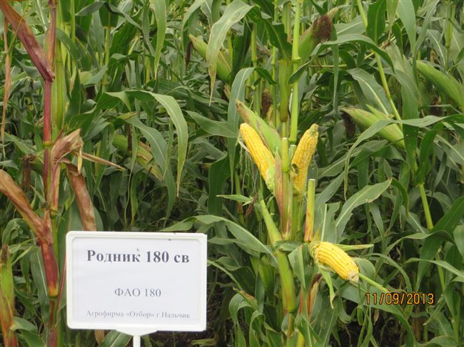 Сорт кукурузы: Родник 180 св | Supersadovod — о саде и огороде просто и интересно