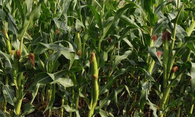 Описание и особенности выращивания кукурузы сорта Краснодарская