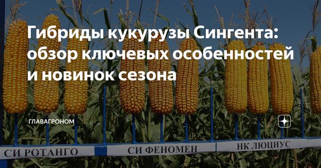Гибриды кукурузы Сингента: обзор ключевых особенностей и новинок сезона