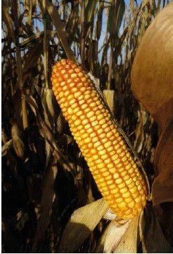 Гибрид кукурузы МАС 25.Ф (MAS 25.F)