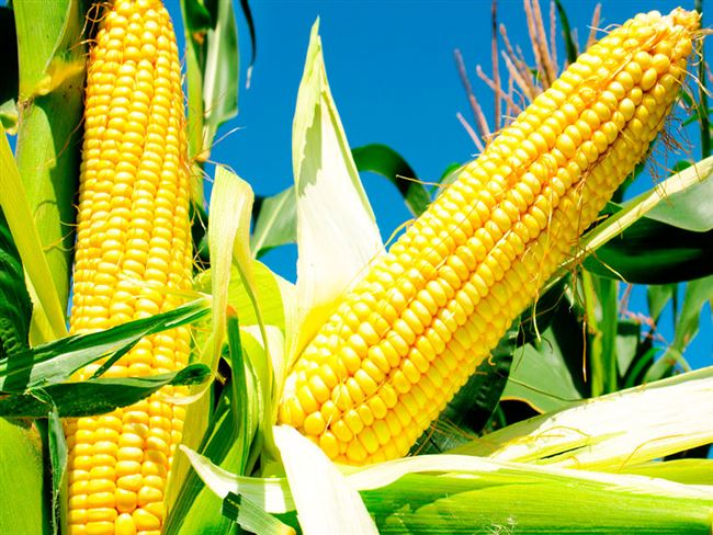 Выращивание кукурузы сахарной | Cельхозпортал