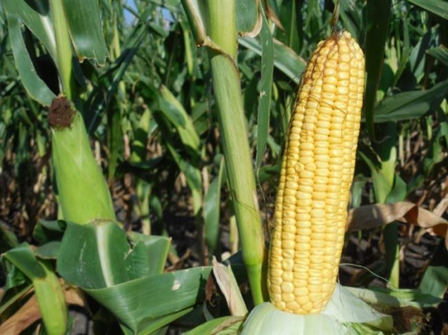 СИ ТЕЛИАС — описание сорта кукурузы