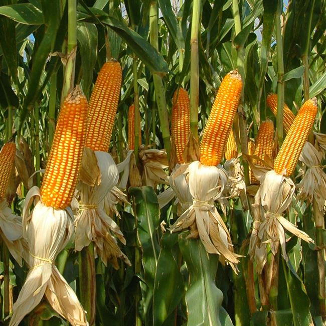 Скап 201 - сорт растения Кукуруза