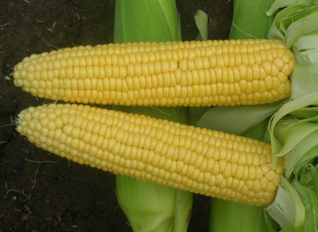 Сахарная кукуруза Трофи F1, ее описание и характеристики. Как правильно выращивать культуру, и какой уход за ней будет оптимальным. Отзывы о кукурузе.