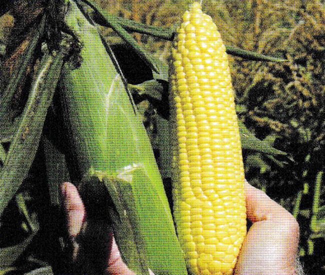 Турбо F1 — кукуруза сахарная, характеристики, фото, отзывы