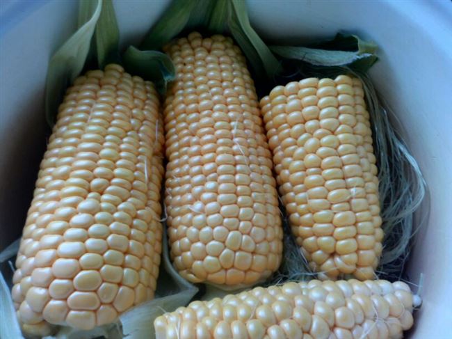 Кукуруза Хони Бэнтам крупная, сладкая, красивая. Отзыв с фото.