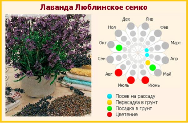 Люблинская Семко — сорт растения Лаванда декоративная
