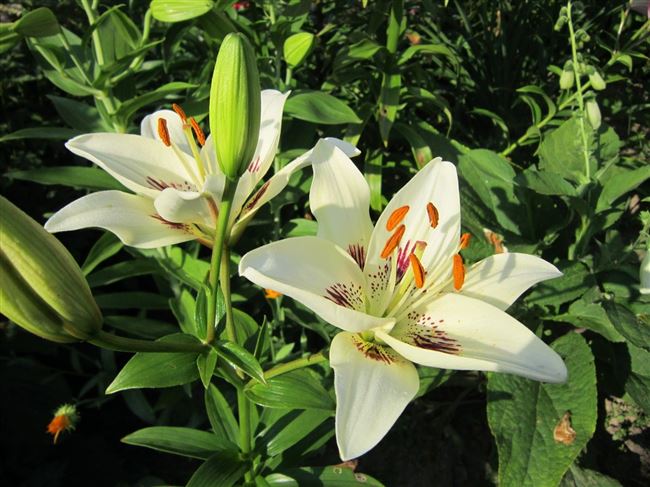 Азиатские лилии — яркий и неприхотливый многолетник в вашем саду