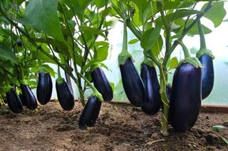 Заслуживший любовь у овощеводов всего мира — баклажан Барон F1: отзывы, описание сорта