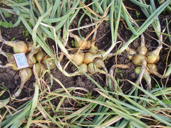 Истобенский — сорт растения Лук шалот