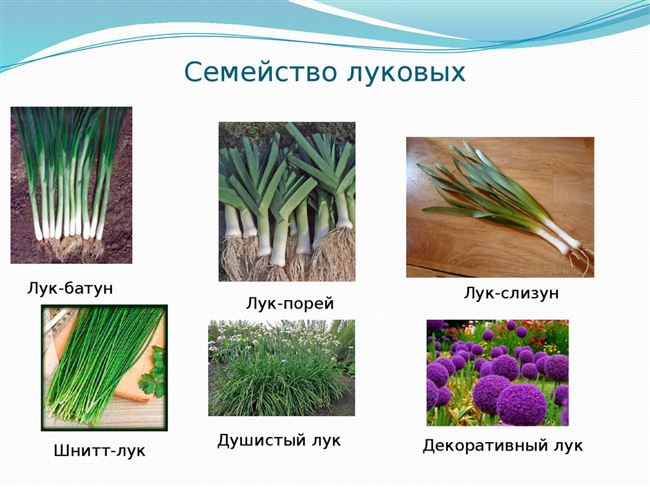 Шнитт-лук – общая характеристика, биологические особенности, выращивание, сорта