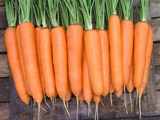 🥕 Элеганс F1- высокоурожайный гибрид моркови для длительного хранения селекции Nunhems — YouTube