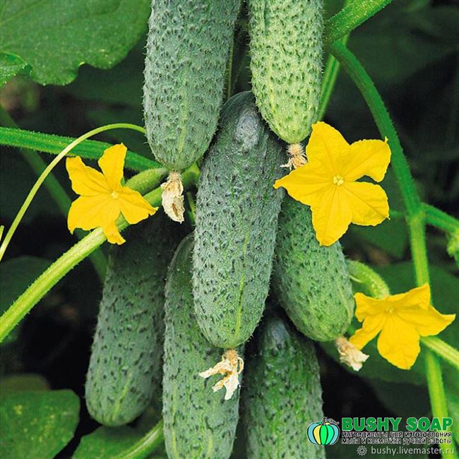 Ардия — сорт растения Огурец